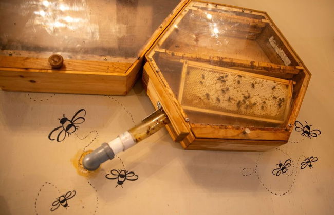 High Paradise Farm - Foto 79