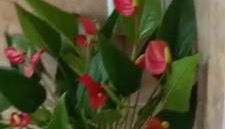 Recanto J&R - Foto 4