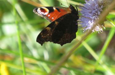 Casa de Sao Joao - Foto 15