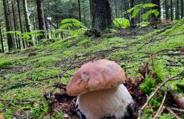 Wiejska Chata - Foto 57