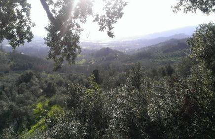 Fattoria Michela - Photo 13