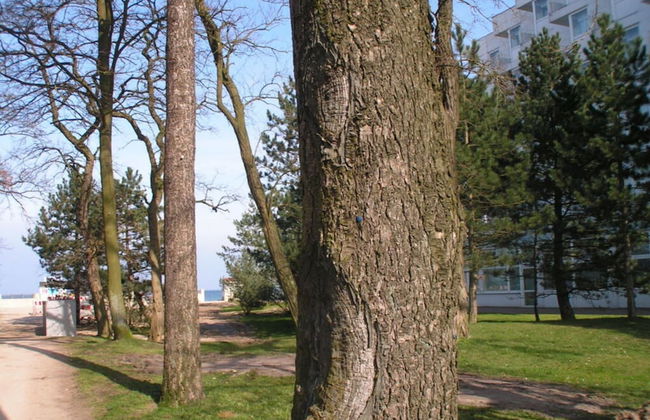 Holiday Apartment Seahorse - Foto 10