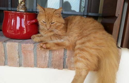 Barchessa Da Rio - Foto 10