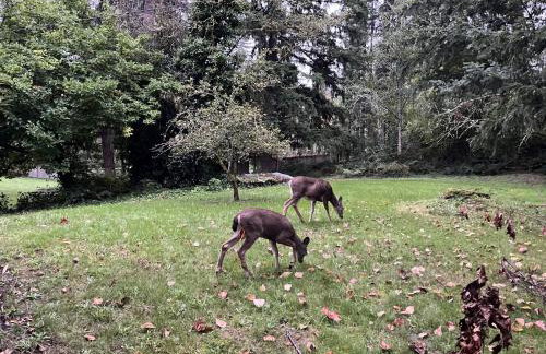 Family friendly house with MIL suite - Foto 12