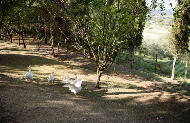 Fattoria Sant'Andrea - Photo 47