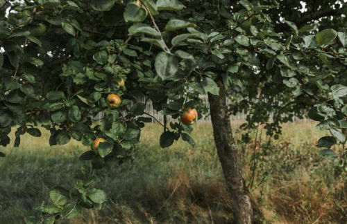 Familienhof Waida - Foto 26