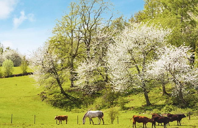 4 Person Holiday Home in Axvall-by Traum - Foto 27