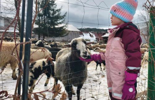 Owca za płotem - Foto 31
