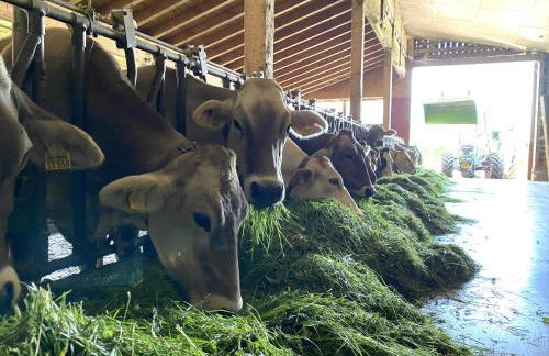 Bergbauernhof Wechs - Photo 24