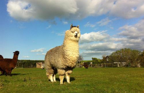 Alpaca Lodge on the North Coast - Foto 10