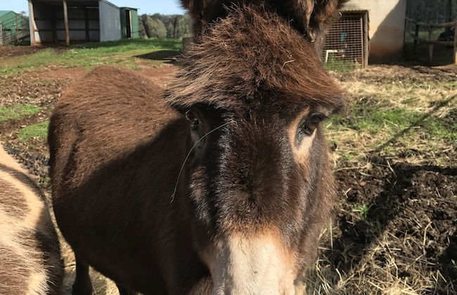Pump Hill Farm Cottages - Photo 60