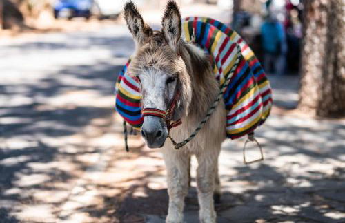 Vivelorural Casa Pepe vistas a la montaña, Tejeda - Foto 28