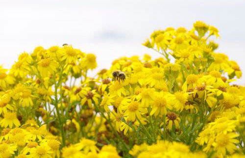 Il Mandorlo - Foto 41