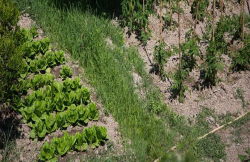 I Tre Tigli - Casa di campagna - Foto 7