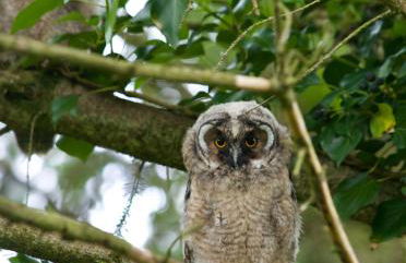 Elm Tree Cottage - Foto 25