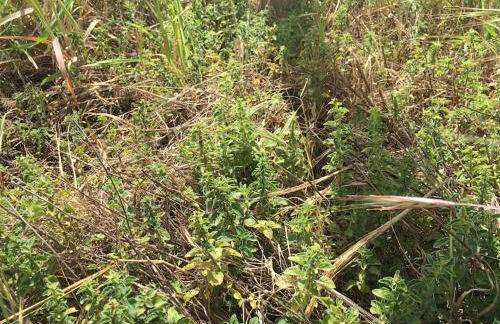 Villa Mezanine - Foto 10