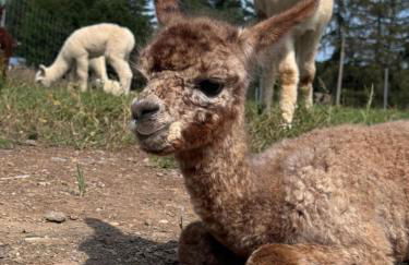 TOP moderne FeWo - Alpakahof zum Himmelreich, traumhafte Lage, Terrasse mit Weitblick, kostenfreier Parkplatz, Nähe Kurklinik, optional Sauna - Foto 31