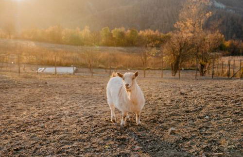 Agriturismo Le Piagge - Foto 7