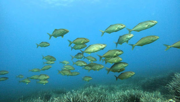 Veremos diferentes peces mediterráneos