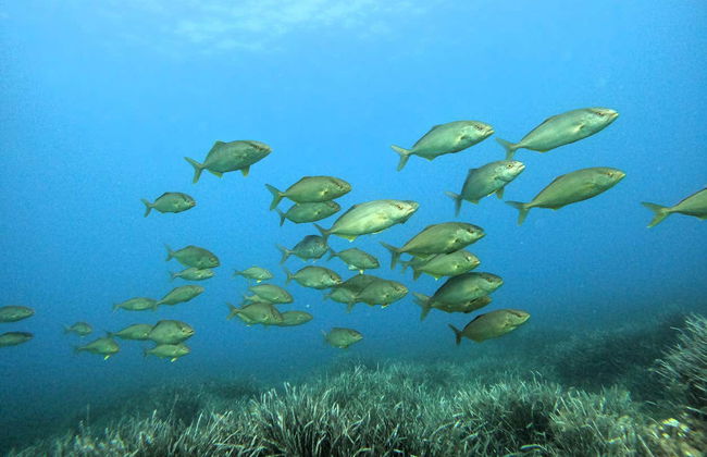 Bautismo de buceo en Cala’n Bosch - Foto 2
