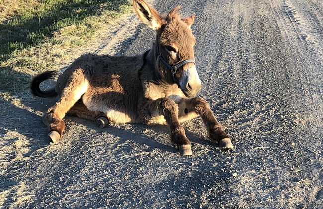 Agriturismo La casella - Foto 25
