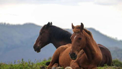 A Morada do Muriqui - Foto 3