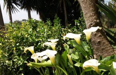 Monte Abaixo - Foto 36