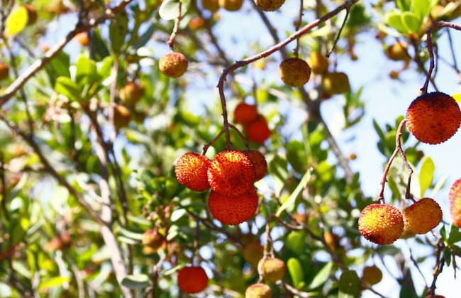 Quinta do Mocho Turismo Rural - Foto 49