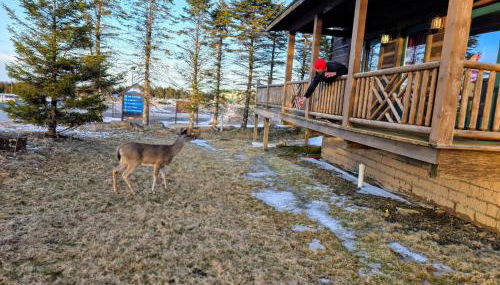 4 BR: Timbers #1 Stand alone Cabin - Foto 3