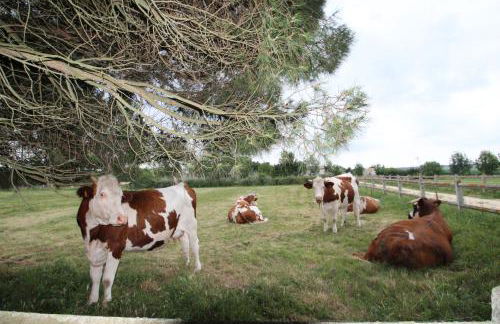 Domaine du Galon d'Or - Photo 50