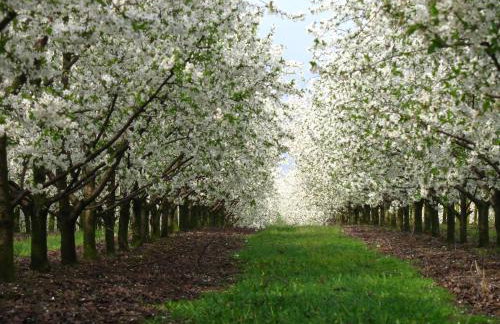 Owocowy Raj Nad Zalewem - Photo 54