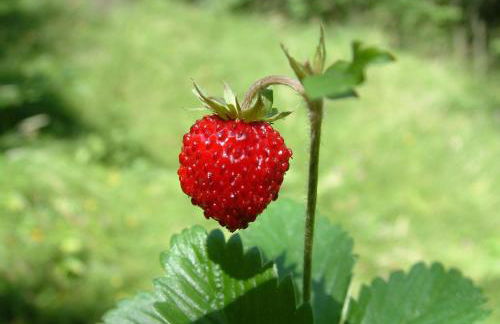 Agriturismo Raethia - Foto 39