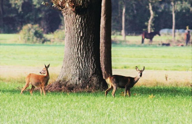 Quiet Glade Stay With Kid - Foto 41