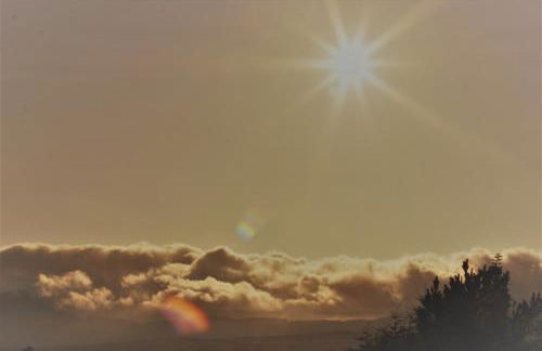 Shifty Chicken Shack - Foto 17