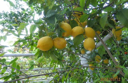 Luxury Seaside Villa with a classic Mediterranean Olive Garden, a fully equipped Professional Kitchen, Pool, Sauna, Padle Boards and Canoe - Miolin Beach House - Photo 39