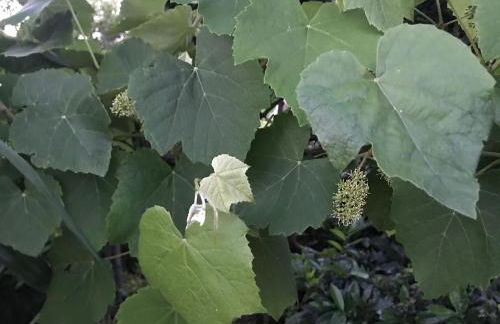 Ferienhaus Riesling - Foto 12