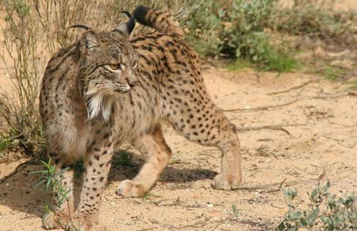 Casa Rural Maestre - Foto 44