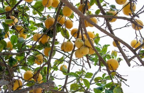 2br Pet-Friendly Oceanside Home - Foto 38