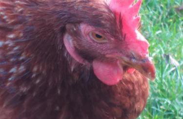 The LITTLE HOUSE in HULL - Foto 60