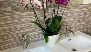 La Tillanzia - Foto 4