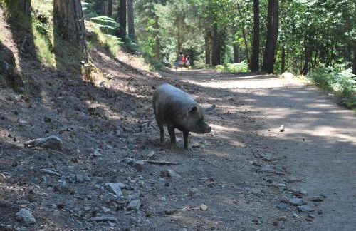 Au pont de Tuarelli, Ludique, Galeria, Corse - Foto 65