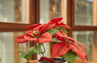 Apartamento BIO Exclusivo con mirador en Bilbao y aparcamiento público gratuito - Foto 11