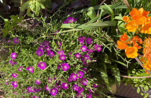 Figueres Center - Foto 30