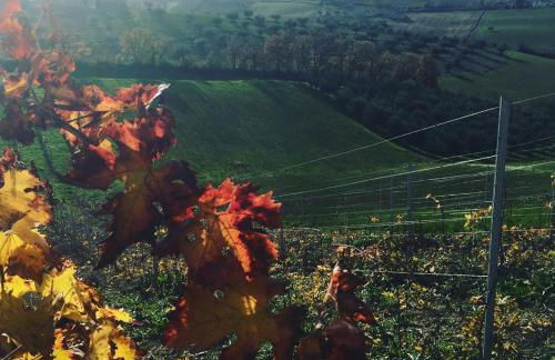 Azienda Agricola Perconti - Foto 9