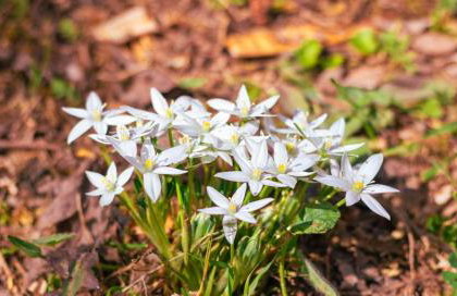 Iria's Cosy Traditional House - Foto 33