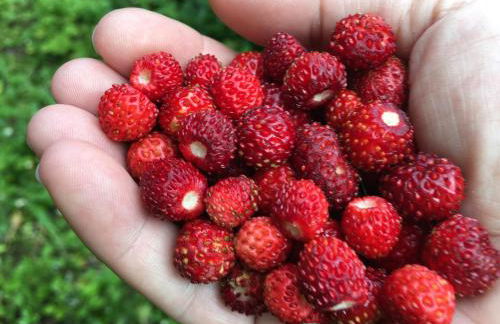 FeWo Burgblick - Foto 20