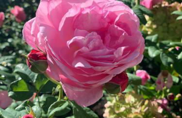 Napoleonsuite auf Schloß Hürbel - Foto 41