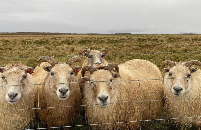 Álftártunga farm guesthouse - Foto 74