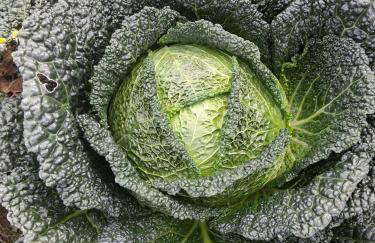 Tinyhaus Lara - Foto 9