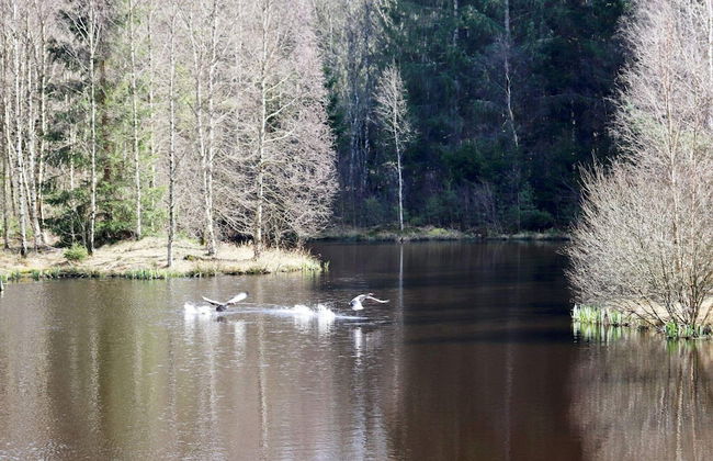 4 Person Holiday Home in Knared-by Traum - Foto 14